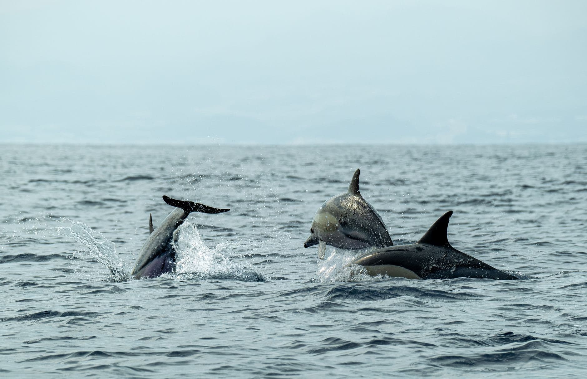 Wild dolphins swimming beside a boat at sunset