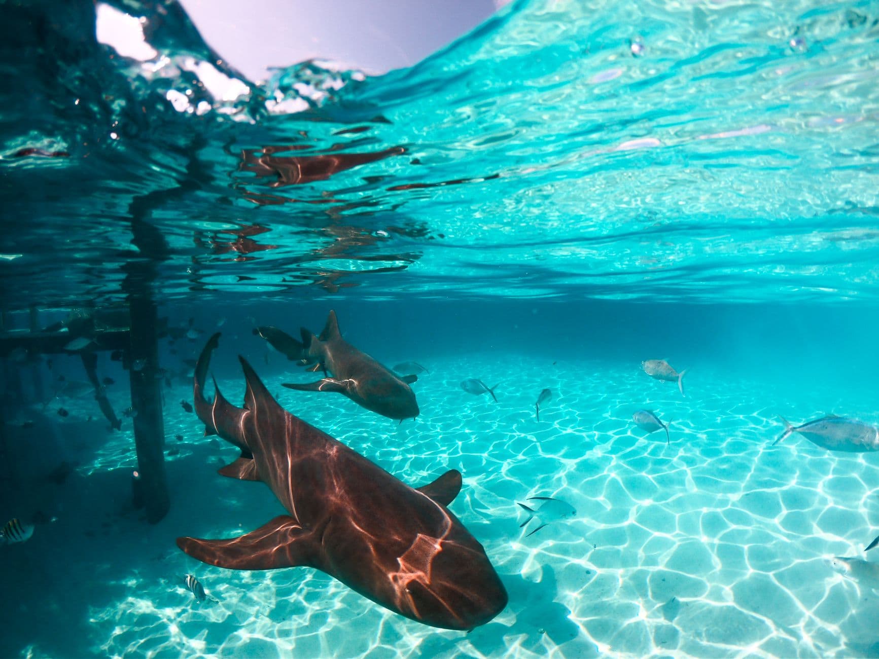 Nurse sharks swimming in shallow clear water